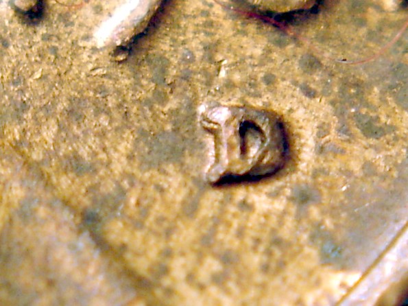 1981-D-LMC-1-MM--002